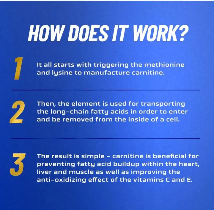 l carnitine uses